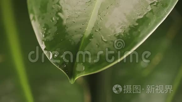 植物叶子上的雨滴