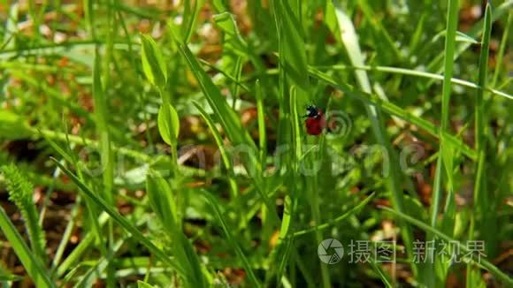 瓢虫从草地上起飞视频