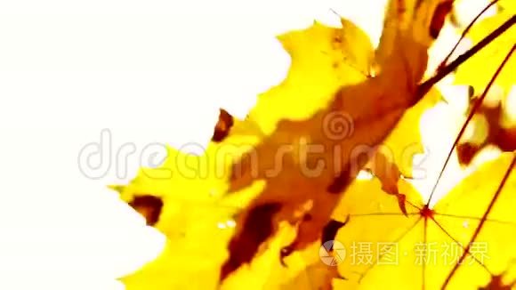 秋天的枫叶在天空中视频
