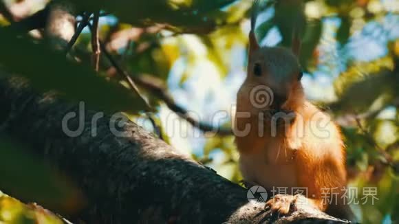 一只小红松鼠躲在树枝上吃坚果