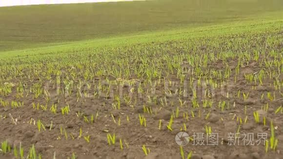 雨后新绿麦草田