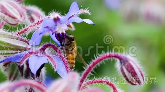 蜜蜂授粉海星博拉戈药用