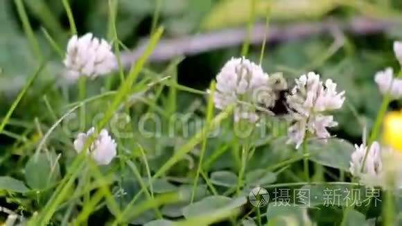 大黄蜂授粉白色金银花视频