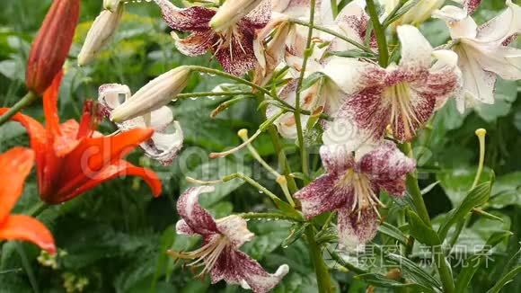 雨中的虎和橙百合花视频