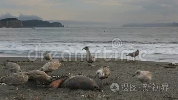 太平洋海鸥在海滩上吃海豹尸体的录像