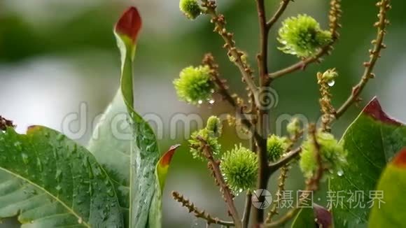 年轻的荔枝果实和雨视频