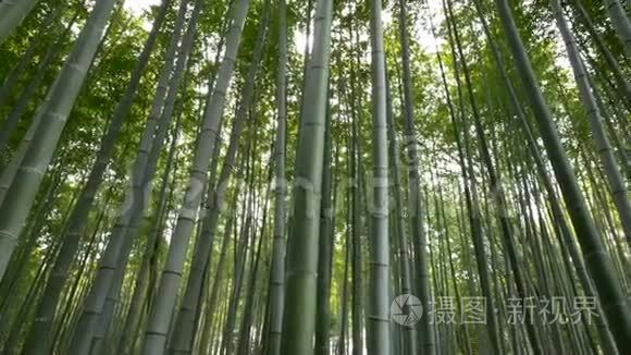 日本京都山竹林全景视频