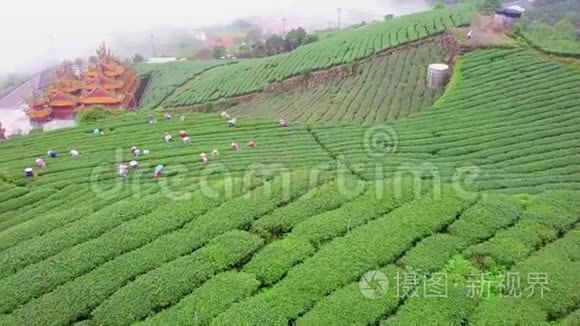 台湾阿里山山区人种植园聚集乌龙茶。 鸟瞰图