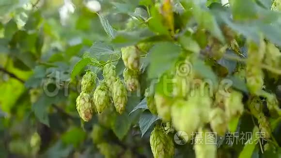 霍普斯植物，生长在花园里，在农场里。 啤酒和克瓦斯的主要成分。