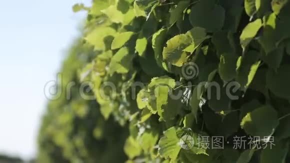 阳光照射在一棵树的绿叶上，夏天阳光明媚