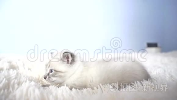 一只蓝眼睛在毯子上的白色小猫