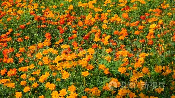 日本广岛公园的宇宙花视频