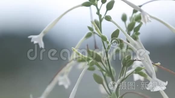 阳光明媚的绿色植物和夏天的花