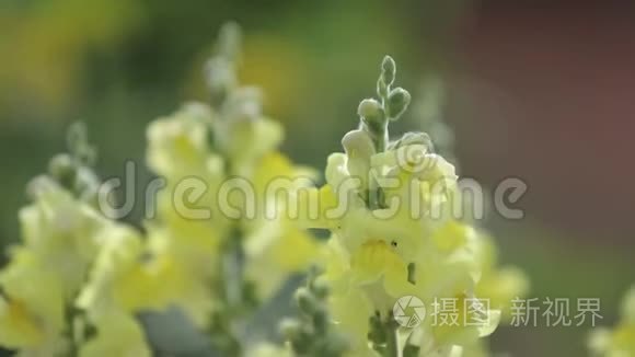 阳光明媚的绿色植物和夏天的花