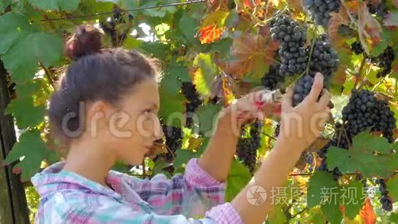 年轻女子采摘葡萄