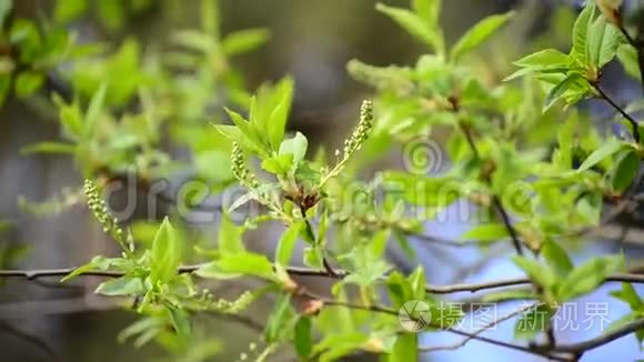 早春拂不尽鸟樱视频