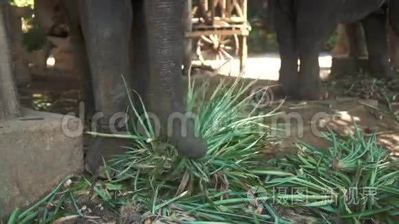 野生动物园里吃植物的大象视频