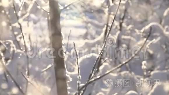 雪从解冻的树上落下视频
