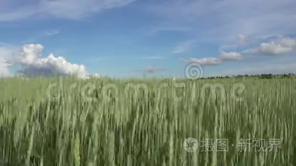 风在夏日阳光明媚的日子里，全景摆动着绿色小麦的耳朵