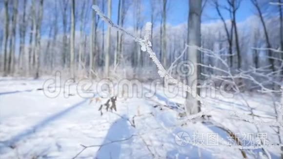 冬季结霜的裸树枝视频