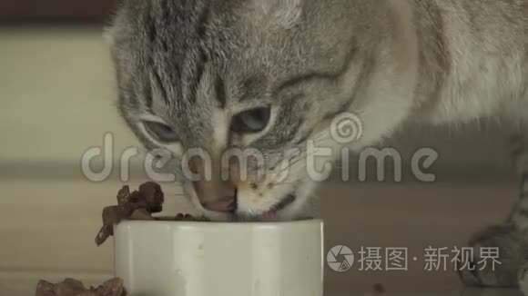 猫吃湿食物的肉片慢动作股票录像