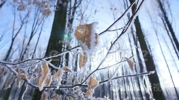 冬季结霜的裸树枝视频