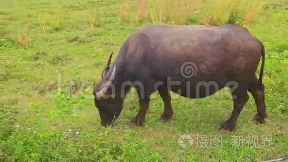 绿草草地上的特写公牛和小牛粉视频