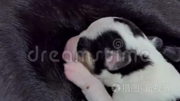 小狗喝母乳视频