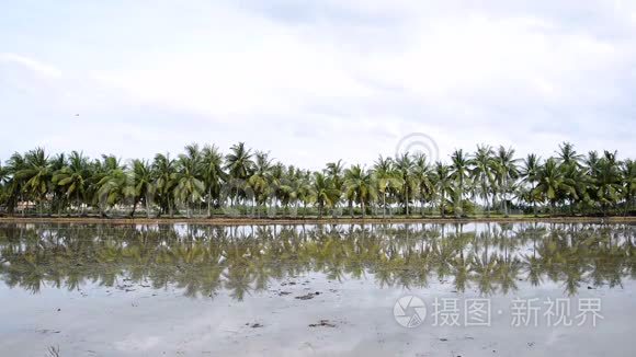 棕榈椰子树在水中的倒影视频