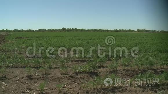 绿色的一排排胡萝卜植物视频