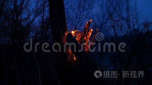 森林里的枯树在夜里燃烧