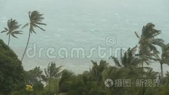 自然灾害飓风期间的海滨景观。 强烈的旋风吹拂椰子树。 热带风暴