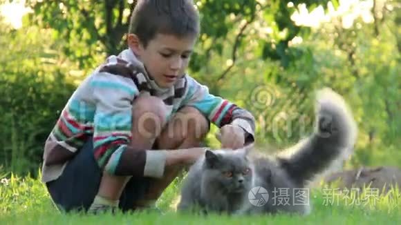 男孩在草地上和一只英国猫玩耍视频