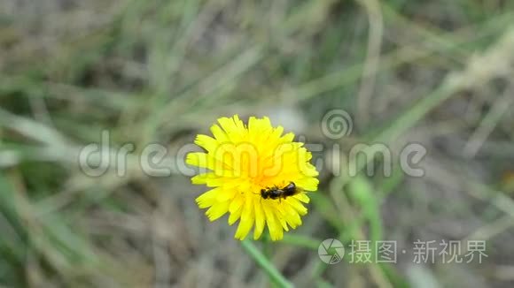 蜜蜂在黄蒲公英花上聚集花粉