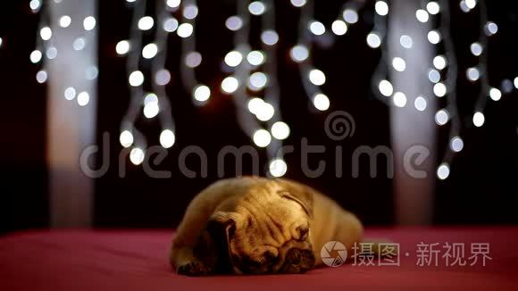 小狗睡在红色背景和圣诞灯