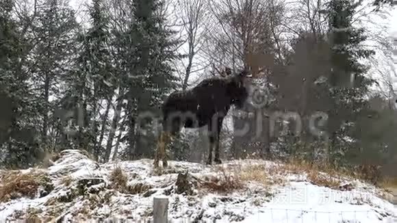 暴风雪中的大驼鹿视频