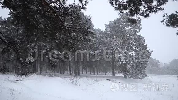 降雪在冬林中，松树覆盖着雪，美丽的冬景。
