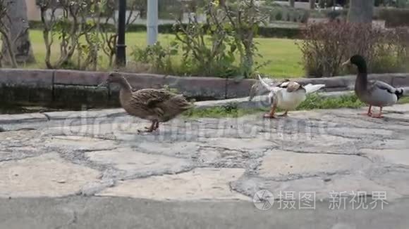 公园里各种颜色的鸭食草特写视频