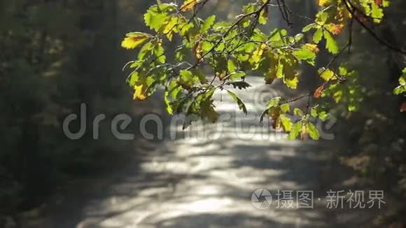 秋天公园里荒芜的人行道视频
