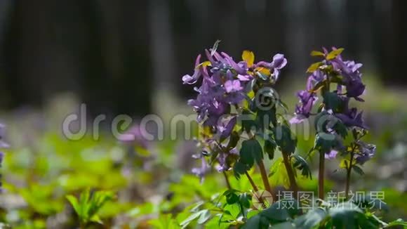 紫色的花留在风中视频