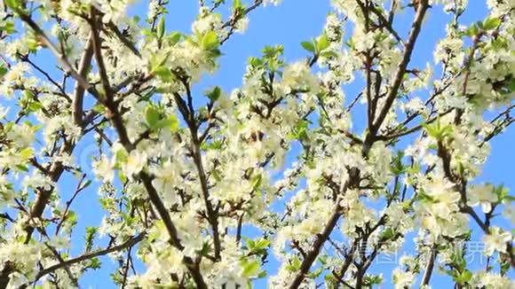 盛开的梅树，梅树枝上长满了白花和树叶