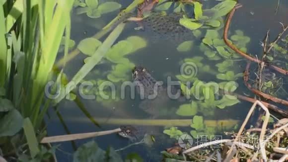 青蛙和产卵在花园池塘视频