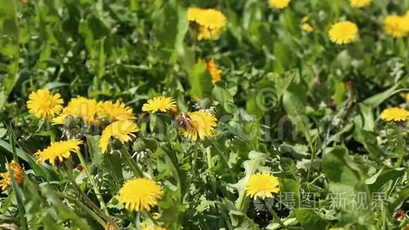 夏日阳光下绿色草地上黄色蒲公英上的大黄蜂特写镜头