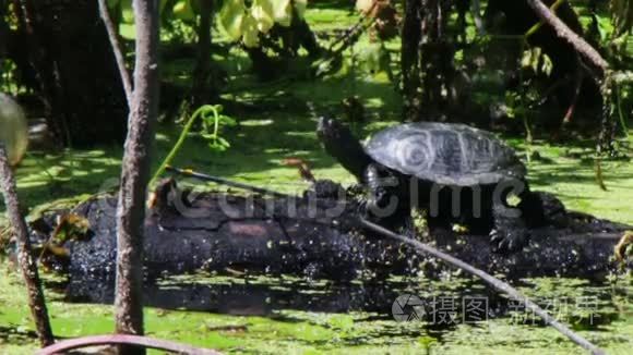 海龟坐在河里的原木上视频