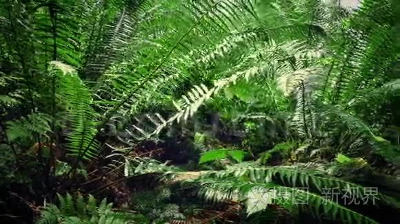 在森林里的蕨类植物下面移动视频