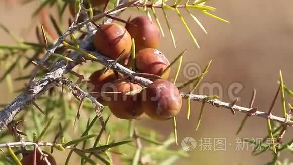 夏桧植物，随风而动。