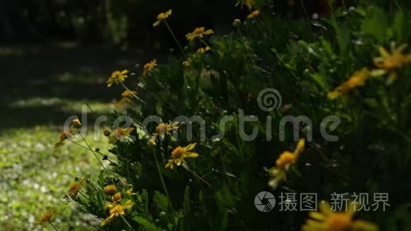 雏菊花在大自然中的宏观特写视频