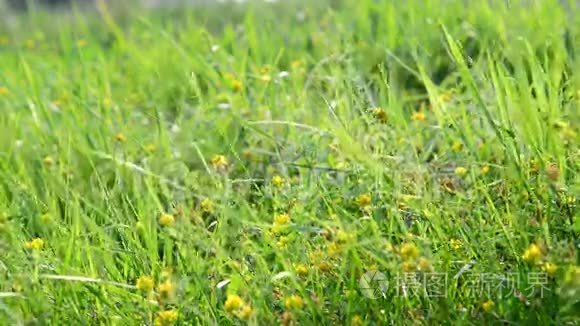 草地被草和黄花分割视频