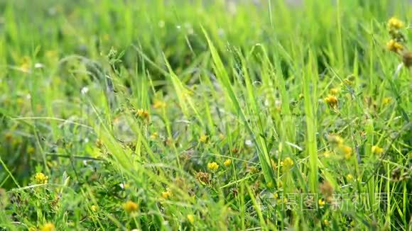 草地被草和黄花分割视频