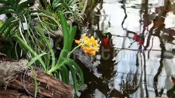 斜倚在鱼塘上的花朵视频